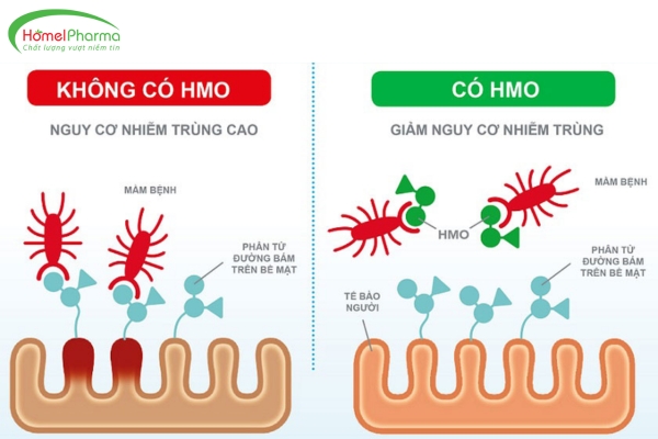 Hợp Chất HMO Là Gì? Vì Sao Nói HMO Tăng Cường Hệ Miễn Dịch?