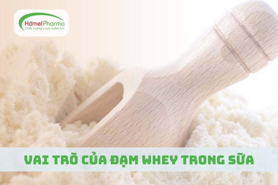 Vai Trò Của Đạm Whey Trong Sữa